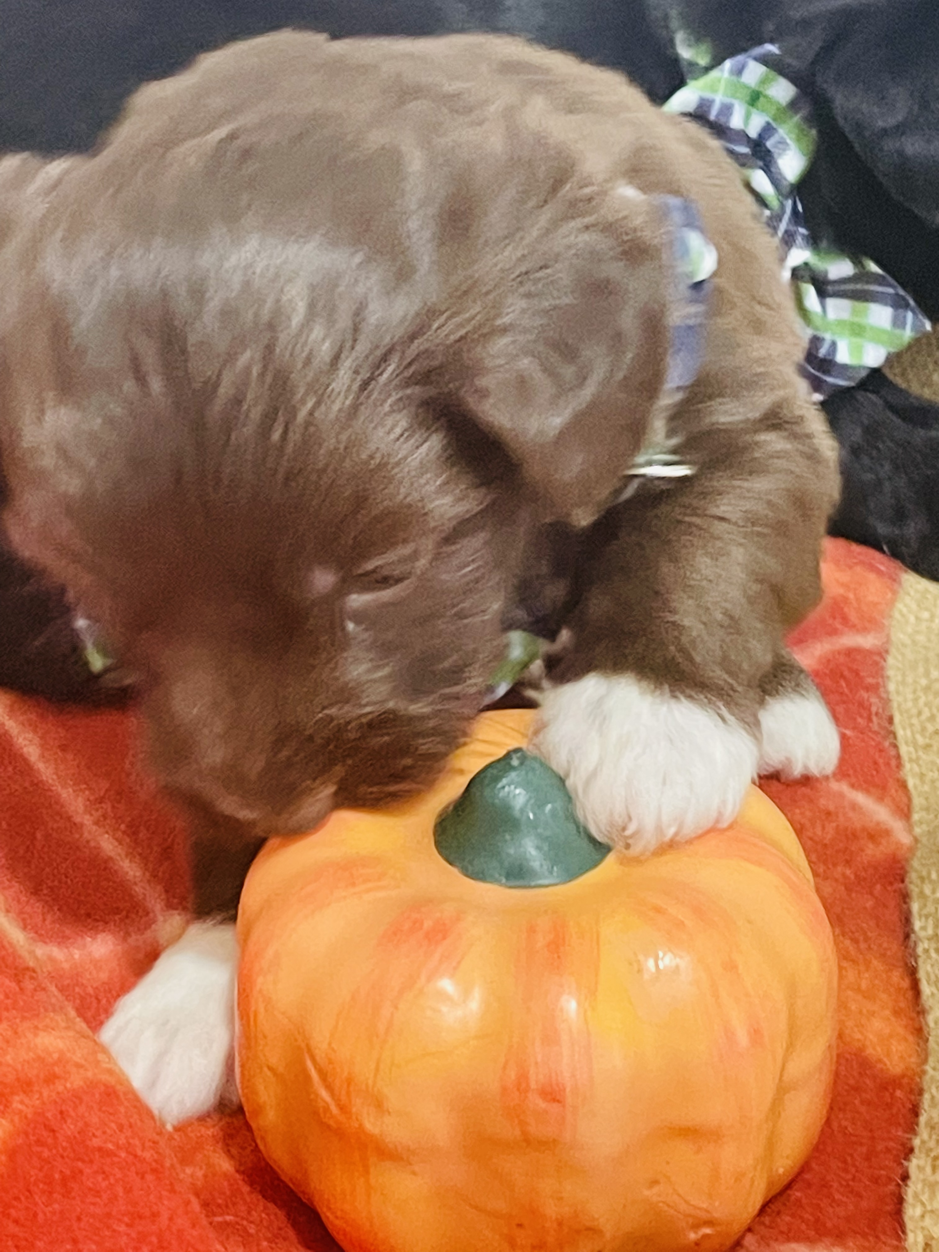 puppy, for, sale, Aussie Doodle, Jorge  Negron, dog, breeder, Cameron, NC, dog-breeder, puppy-for-sale, forsale, nearby, find, puppyfind, locator, puppylocator, aca