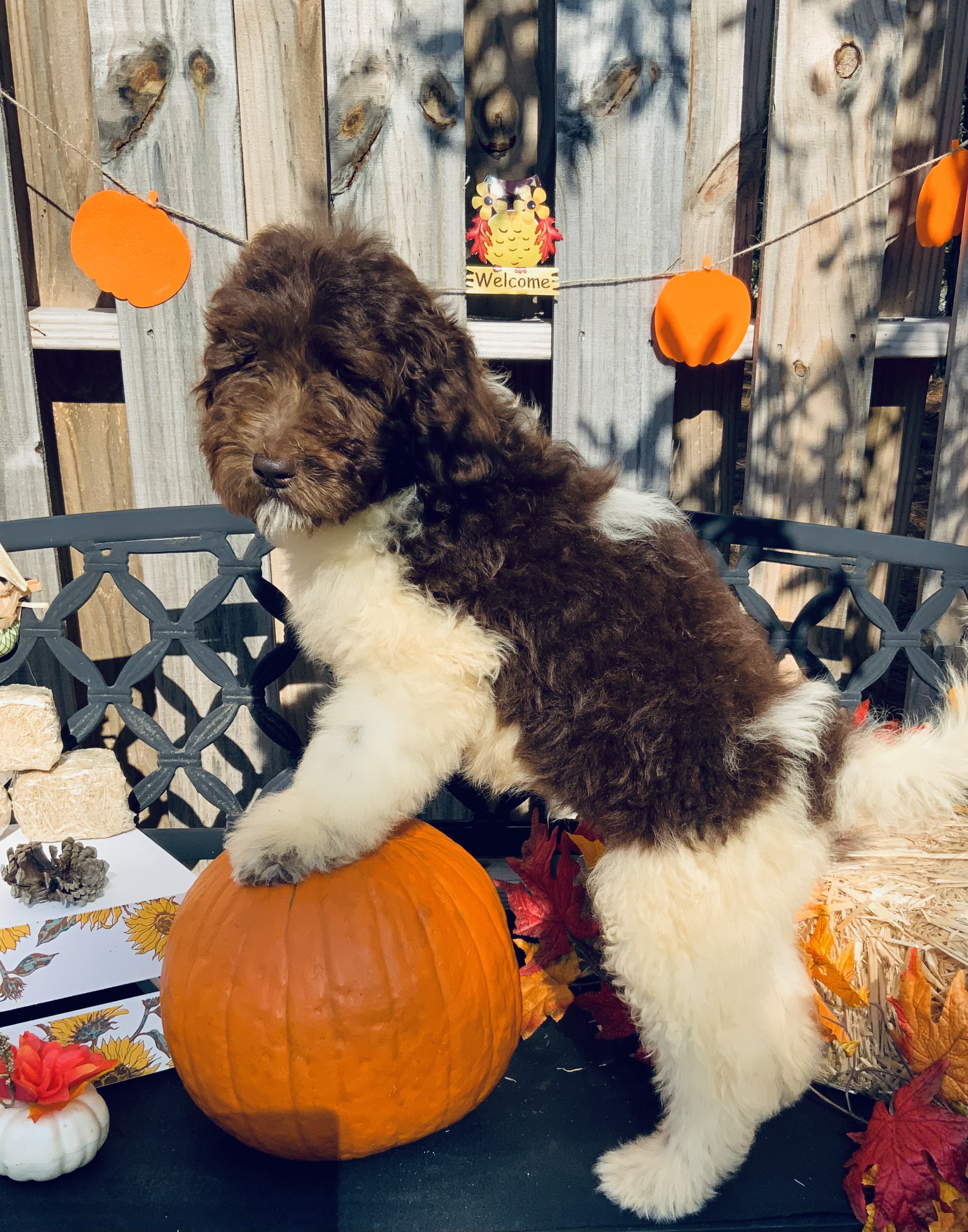 puppy, for, sale, Newfy Poo, Jorge  Negron, dog, breeder, Cameron, NC, dog-breeder, puppy-for-sale, forsale, nearby, find, puppyfind, locator, puppylocator, aca