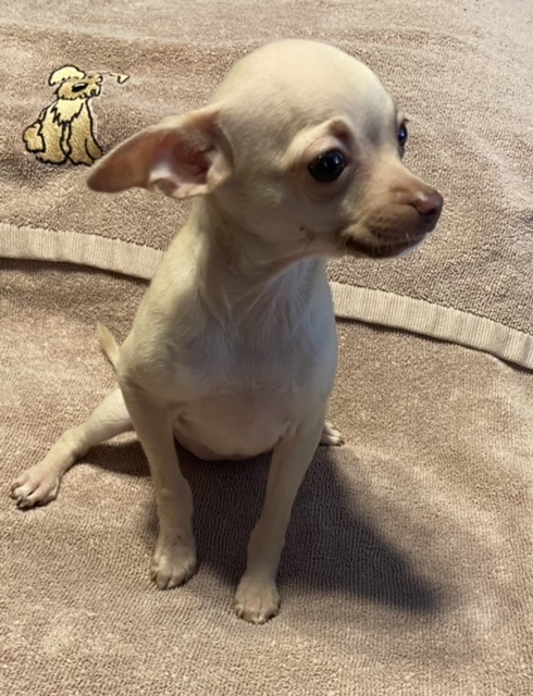 puppy, for, sale, Chihuahua, Judy  Lane-Hail, dog, breeder, Seminole, OK, dog-breeder, puppy-for-sale, forsale, nearby, find, puppyfind, locator, puppylocator, aca