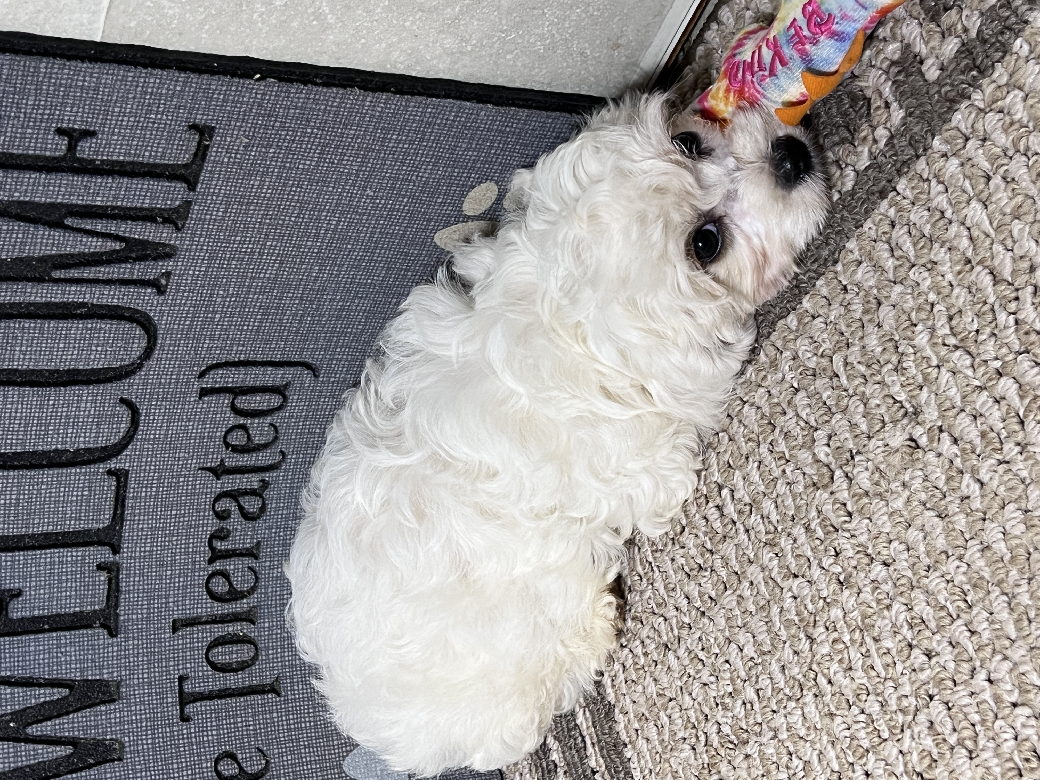 puppy, for, sale, Cavapoo, Kimberly  Dildine, dog, breeder, Willow Springs, MO, dog-breeder, puppy-for-sale, forsale, nearby, find, puppyfind, locator, puppylocator, aca