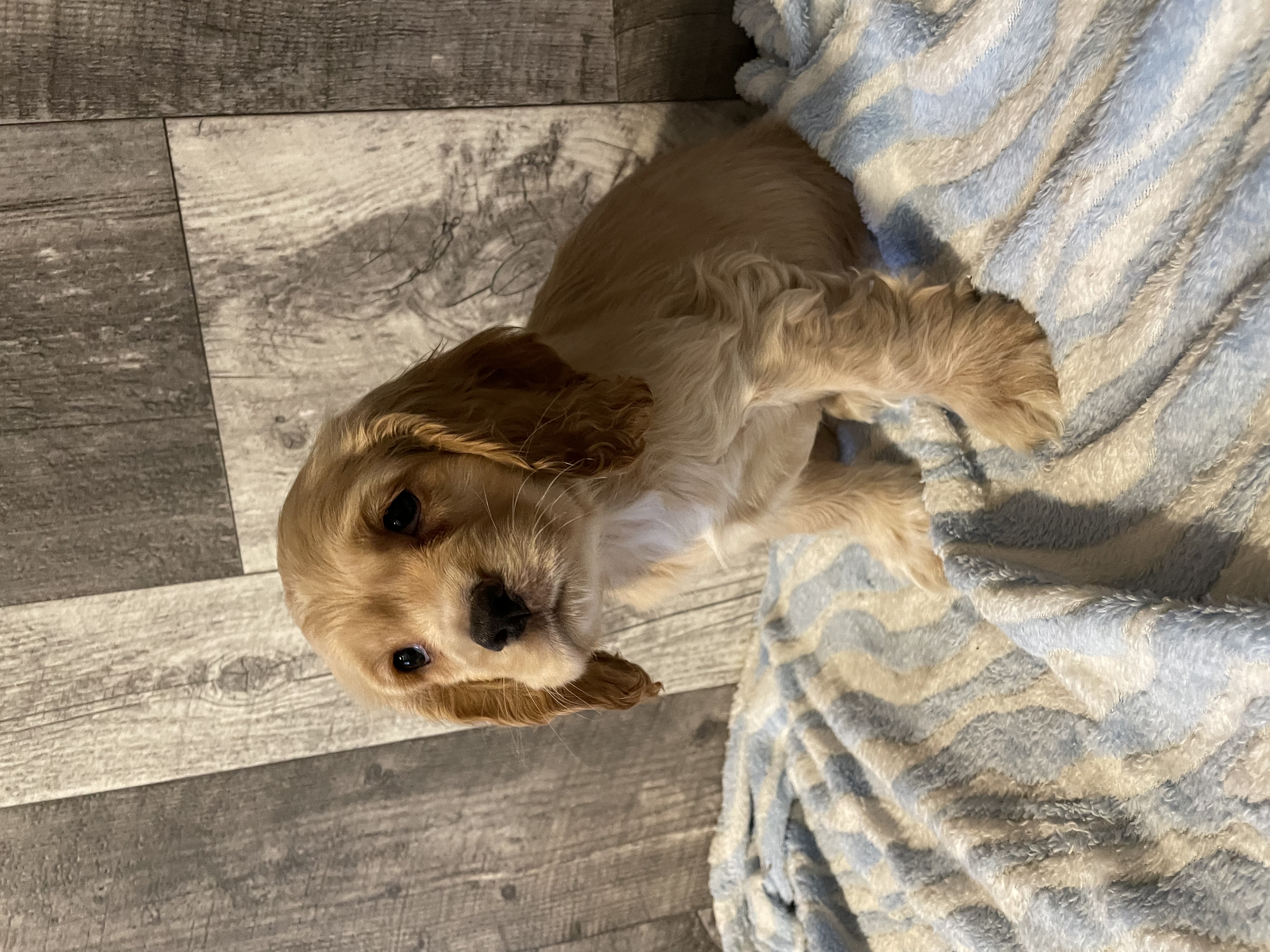 puppy, for, sale, Cocker Spaniel, Curtis  Martin, dog, breeder, Seneca Falls, NY, dog-breeder, puppy-for-sale, forsale, nearby, find, puppyfind, locator, puppylocator, aca