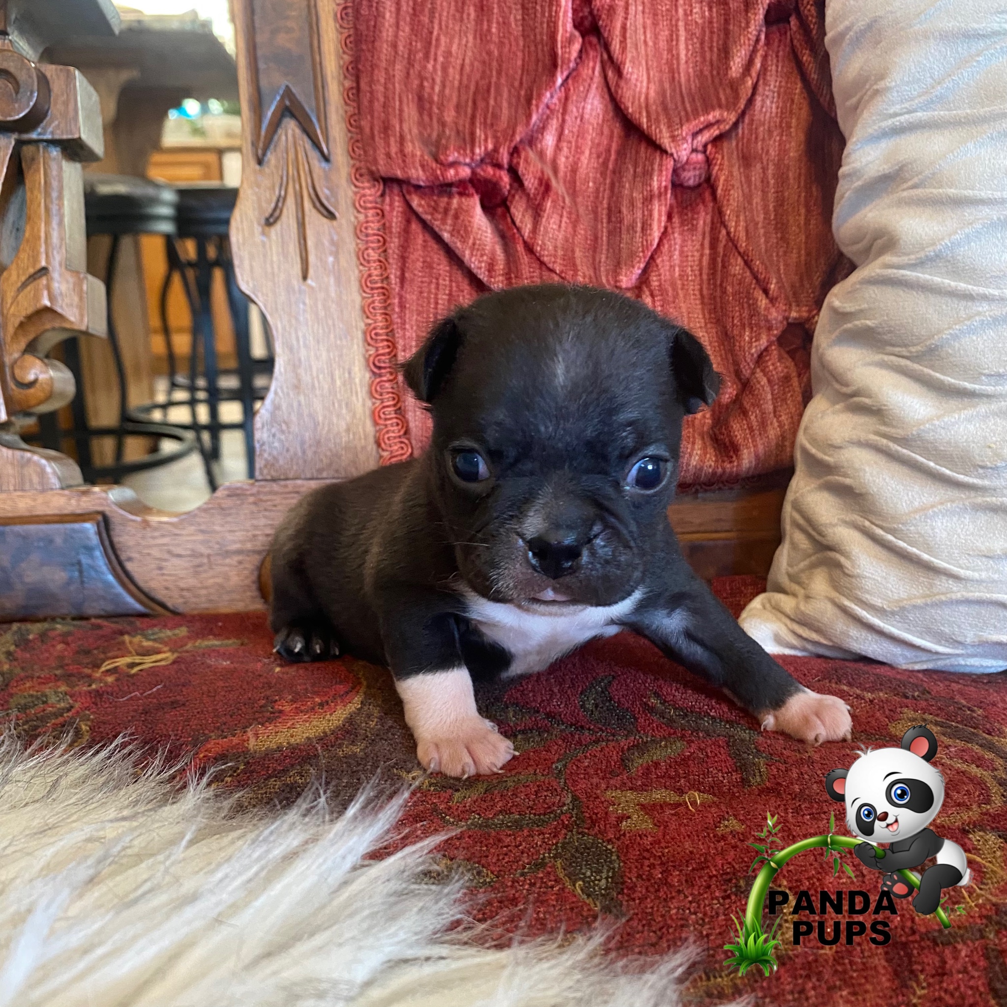 puppy, for, sale, Bugg, Misty D Hardin, dog, breeder, Lakeland, FL, dog-breeder, puppy-for-sale, forsale, nearby, find, puppyfind, locator, puppylocator, aca