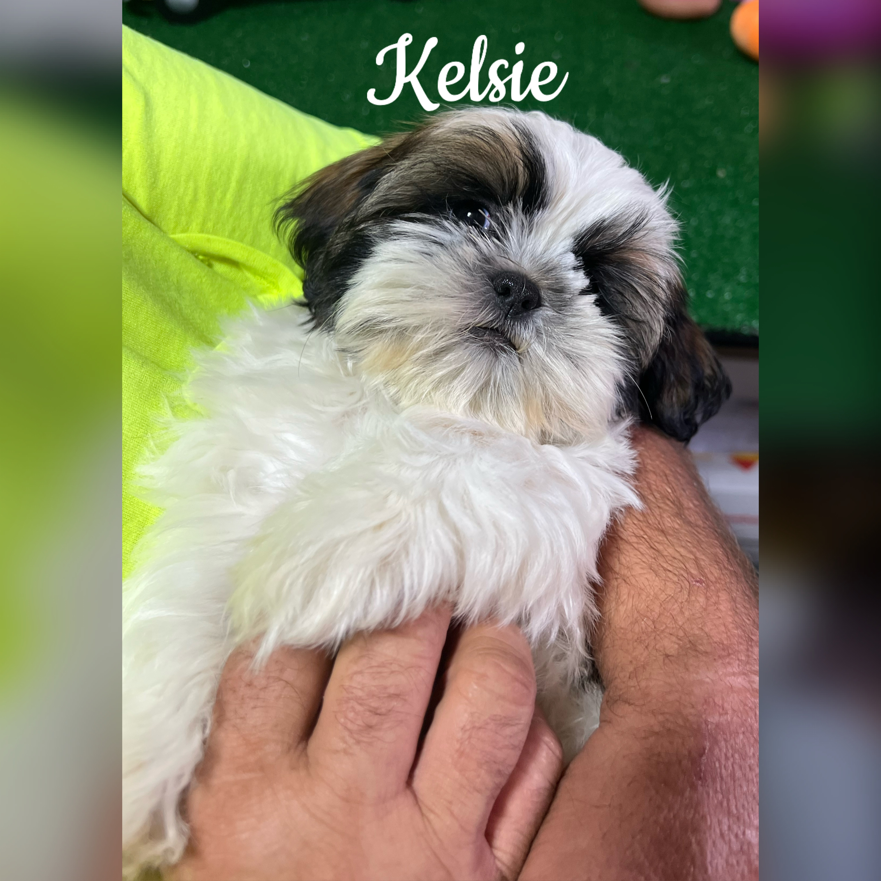 puppy, for, sale, Shih Tzu, Carol  Delcour, dog, breeder, Norwood, MO, dog-breeder, puppy-for-sale, forsale, nearby, find, puppyfind, locator, puppylocator, aca