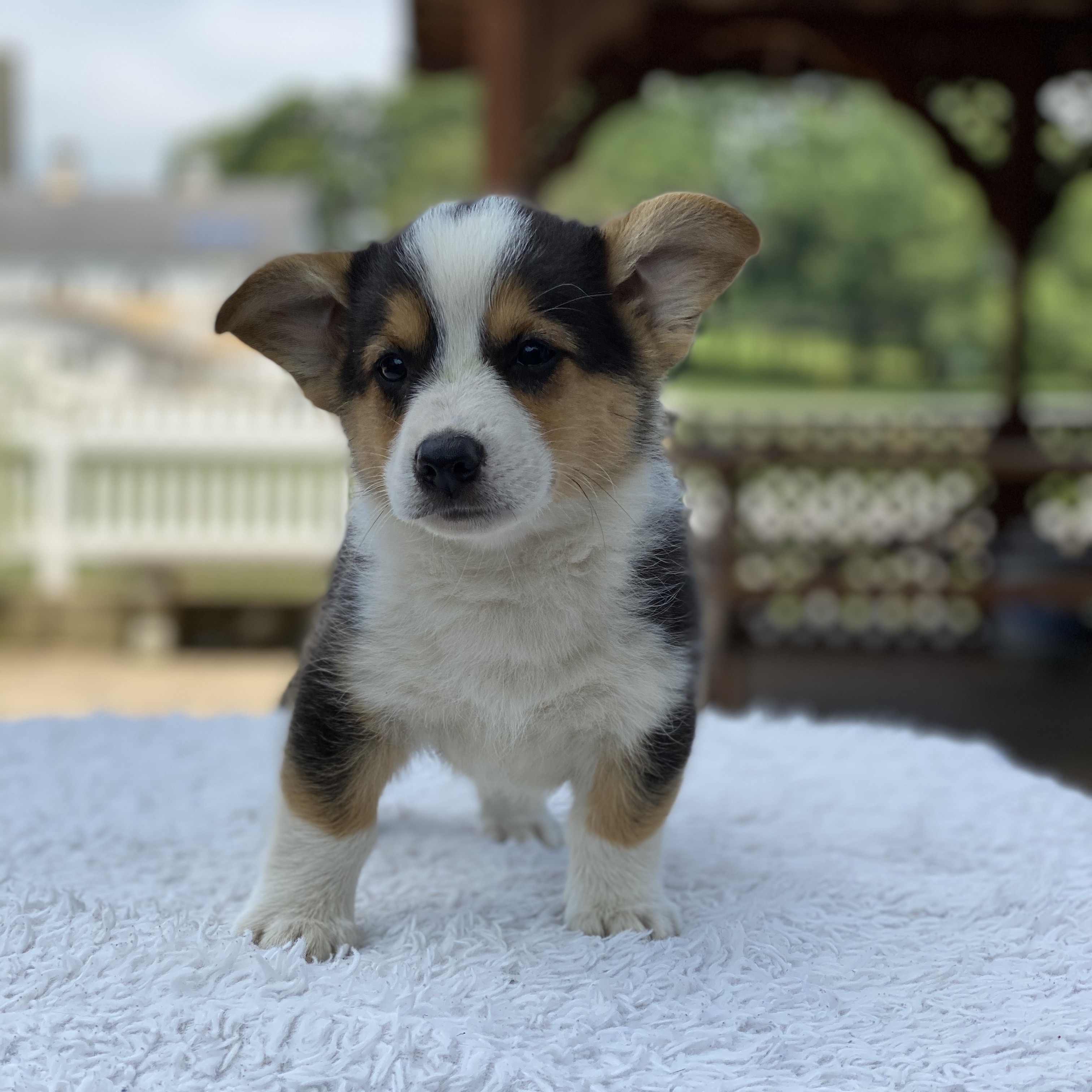 puppy, for, sale, Pembroke Welsh Corgi, Sadie  Riehl, dog, breeder, Gap, PA, dog-breeder, puppy-for-sale, forsale, nearby, find, puppyfind, locator, puppylocator, aca