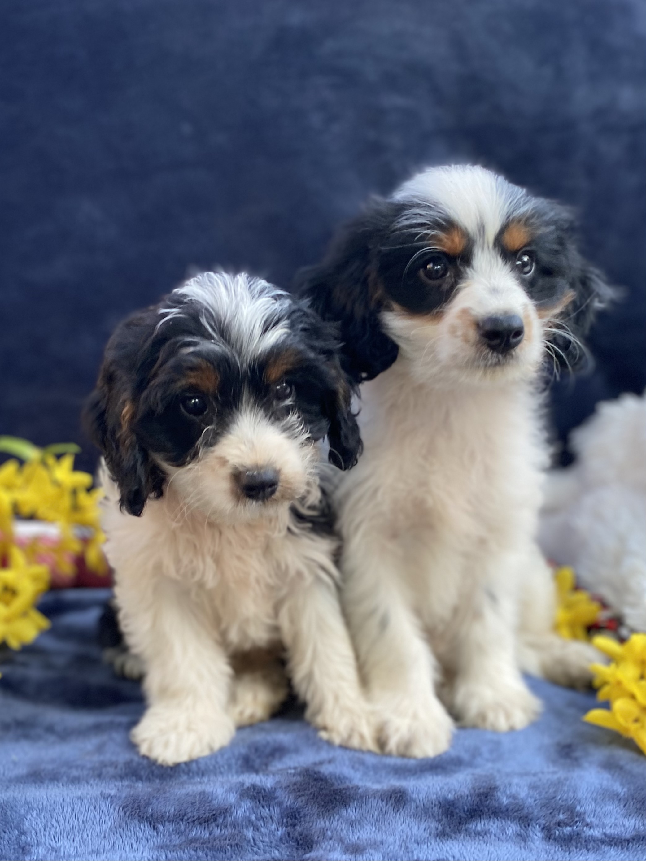 puppy, for, sale, F1 Cavapoo, Sadie  Riehl, dog, breeder, Gap, PA, dog-breeder, puppy-for-sale, forsale, nearby, find, puppyfind, locator, puppylocator, aca