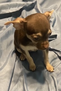 puppy, for, sale, Chihuahua, Judy  Lane-Hail, dog, breeder, Seminole, OK, dog-breeder, puppy-for-sale, forsale, nearby, find, puppyfind, locator, puppylocator, aca