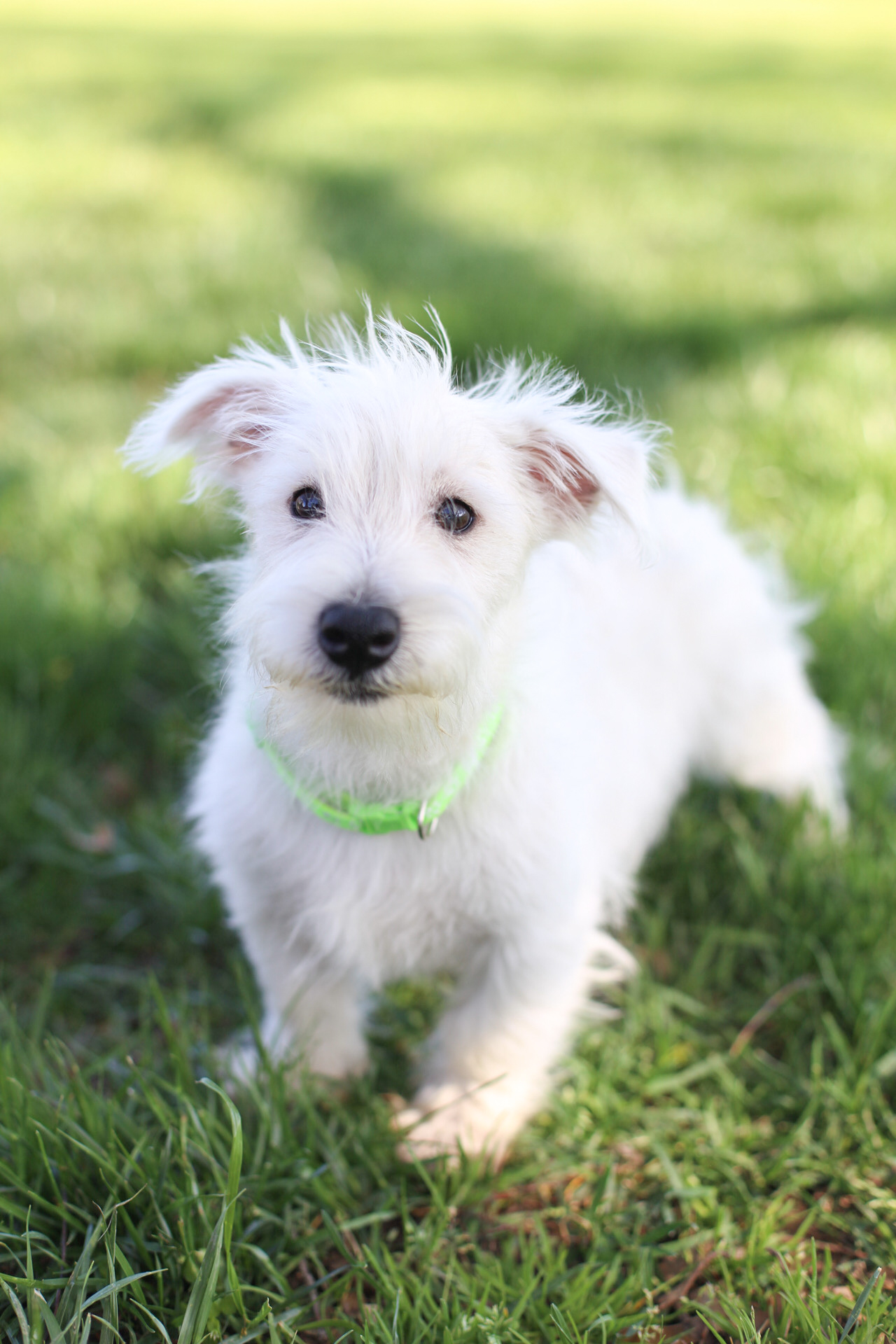 puppy, for, sale, West Highland White Terrier, Kerek & Marisa  Martin, dog, breeder, Mount Joy, PA, dog-breeder, puppy-for-sale, forsale, nearby, find, puppyfind, locator, puppylocator, aca
