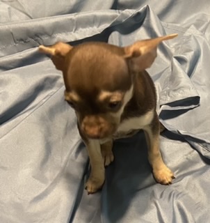 puppy, for, sale, Chihuahua, Judy  Lane-Hail, dog, breeder, Seminole, OK, dog-breeder, puppy-for-sale, forsale, nearby, find, puppyfind, locator, puppylocator, aca