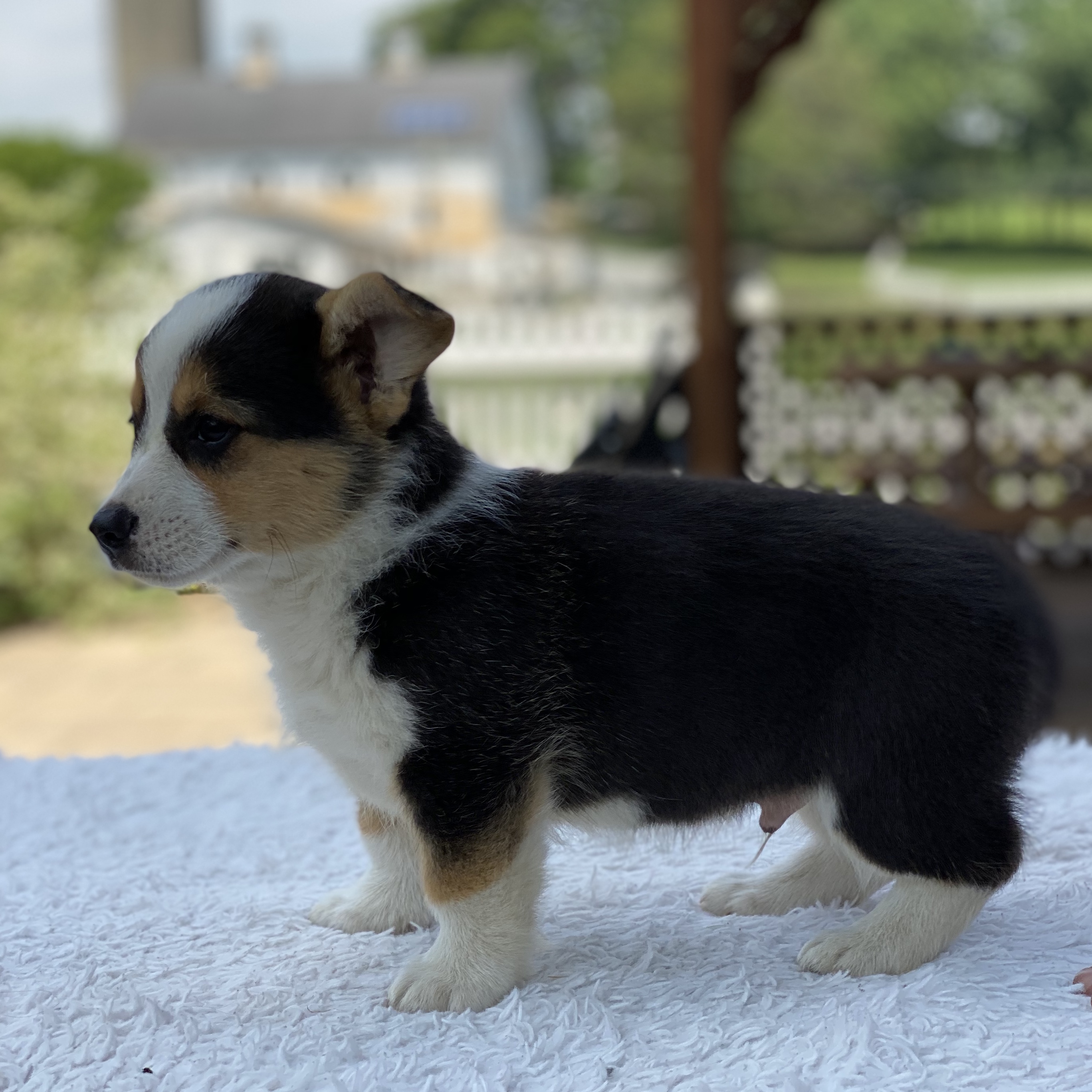 puppy, for, sale, Pembroke Welsh Corgi, Sadie  Riehl, dog, breeder, Gap, PA, dog-breeder, puppy-for-sale, forsale, nearby, find, puppyfind, locator, puppylocator, aca