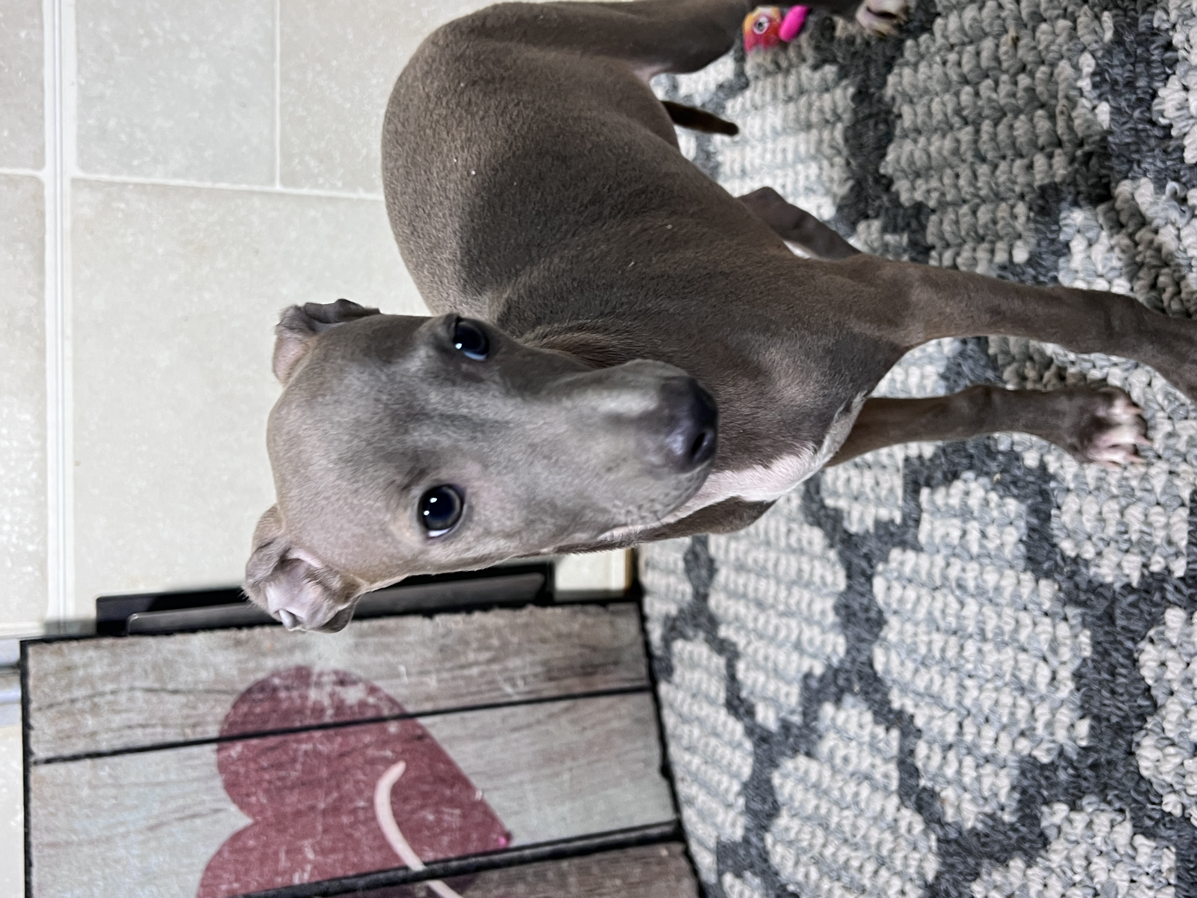 puppy, for, sale, Italian Greyhound, Kimberly  Dildine, dog, breeder, Willow Springs, MO, dog-breeder, puppy-for-sale, forsale, nearby, find, puppyfind, locator, puppylocator, aca