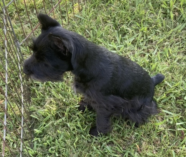puppy, for, sale, Miniature Schnauzer, Judy  Lane-Hail, dog, breeder, Seminole, OK, dog-breeder, puppy-for-sale, forsale, nearby, find, puppyfind, locator, puppylocator, aca