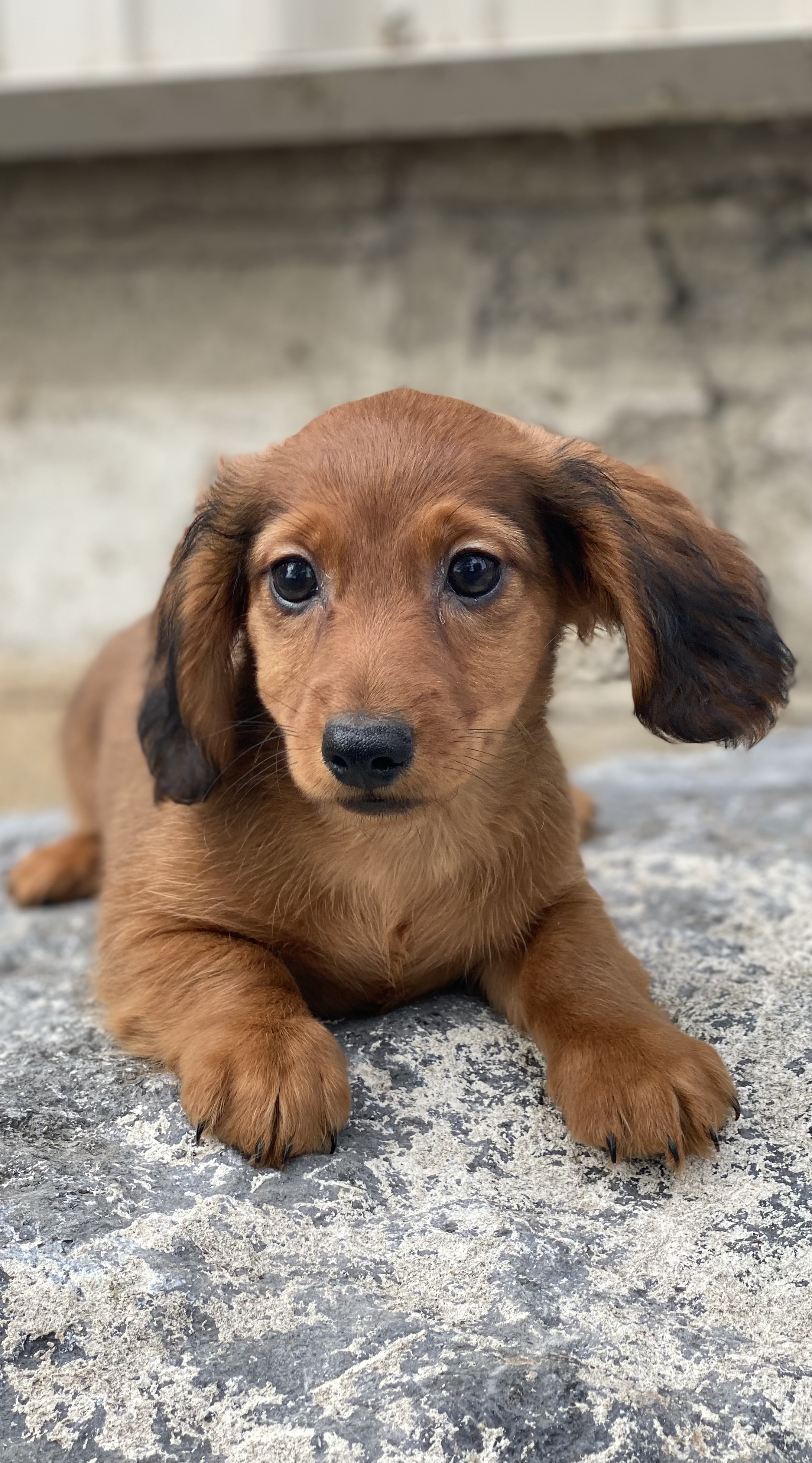 puppy, for, sale, Dachshund, Curtis  Martin, dog, breeder, Seneca Falls, NY, dog-breeder, puppy-for-sale, forsale, nearby, find, puppyfind, locator, puppylocator, aca