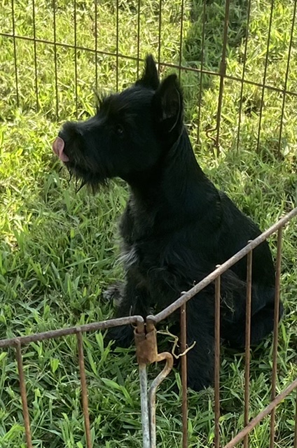 puppy, for, sale, Miniature Schnauzer, Judy  Lane-Hail, dog, breeder, Seminole, OK, dog-breeder, puppy-for-sale, forsale, nearby, find, puppyfind, locator, puppylocator, aca