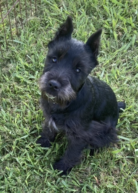 puppy, for, sale, Miniature Schnauzer, Judy  Lane-Hail, dog, breeder, Seminole, OK, dog-breeder, puppy-for-sale, forsale, nearby, find, puppyfind, locator, puppylocator, aca