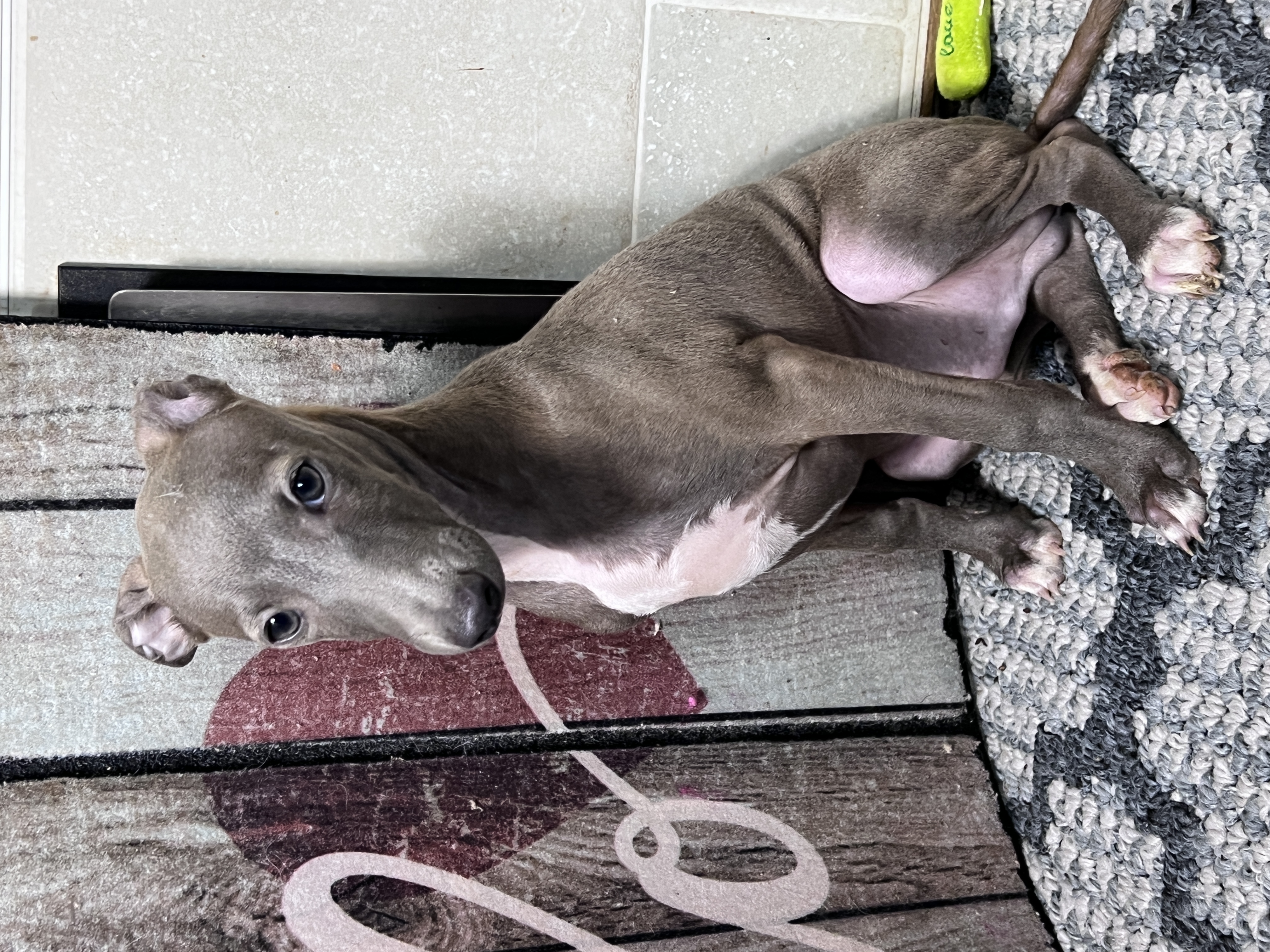 puppy, for, sale, Italian Greyhound, Kimberly  Dildine, dog, breeder, Willow Springs, MO, dog-breeder, puppy-for-sale, forsale, nearby, find, puppyfind, locator, puppylocator, aca