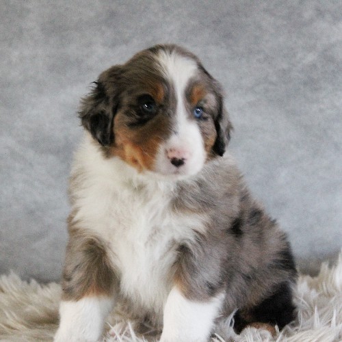 puppy, for, sale, Australian Shepherd, Amos  Smucker, dog, breeder, Kirkwood, PA, dog-breeder, puppy-for-sale, forsale, nearby, find, puppyfind, locator, puppylocator, aca