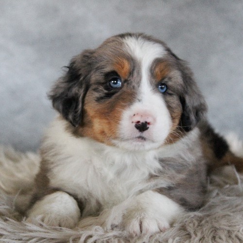 puppy, for, sale, Australian Shepherd, Amos  Smucker, dog, breeder, Kirkwood, PA, dog-breeder, puppy-for-sale, forsale, nearby, find, puppyfind, locator, puppylocator, aca