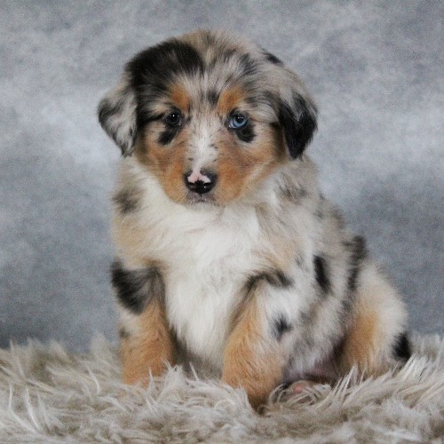 puppy, for, sale, Australian Shepherd, Amos  Smucker, dog, breeder, Kirkwood, PA, dog-breeder, puppy-for-sale, forsale, nearby, find, puppyfind, locator, puppylocator, aca