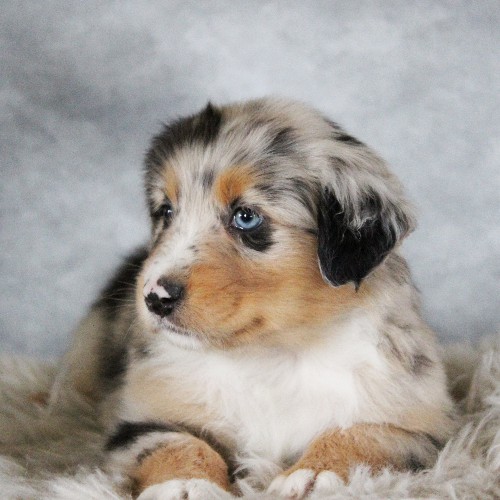 puppy, for, sale, Australian Shepherd, Amos  Smucker, dog, breeder, Kirkwood, PA, dog-breeder, puppy-for-sale, forsale, nearby, find, puppyfind, locator, puppylocator, aca