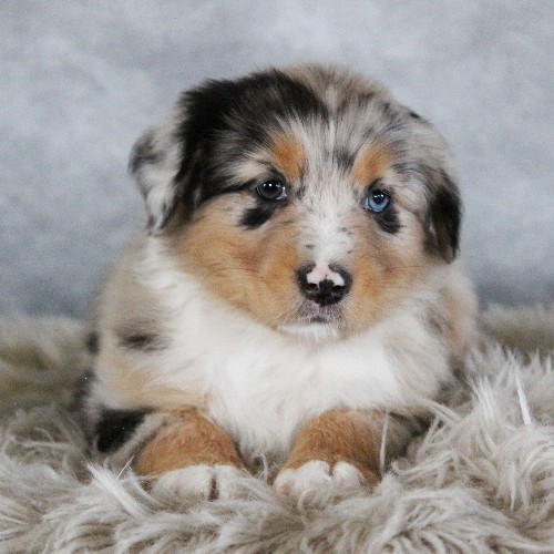 puppy, for, sale, Australian Shepherd, Amos  Smucker, dog, breeder, Kirkwood, PA, dog-breeder, puppy-for-sale, forsale, nearby, find, puppyfind, locator, puppylocator, aca