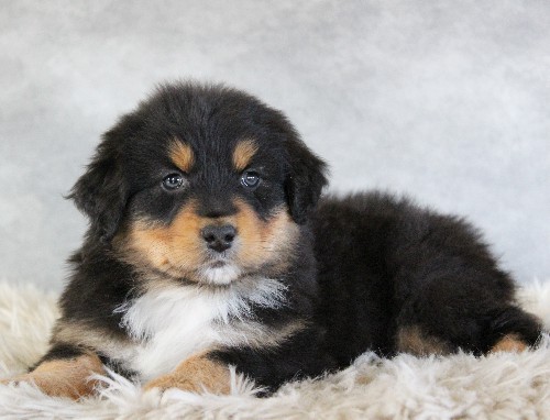 puppy, for, sale, Australian Shepherd, Amos  Smucker, dog, breeder, Kirkwood, PA, dog-breeder, puppy-for-sale, forsale, nearby, find, puppyfind, locator, puppylocator, aca