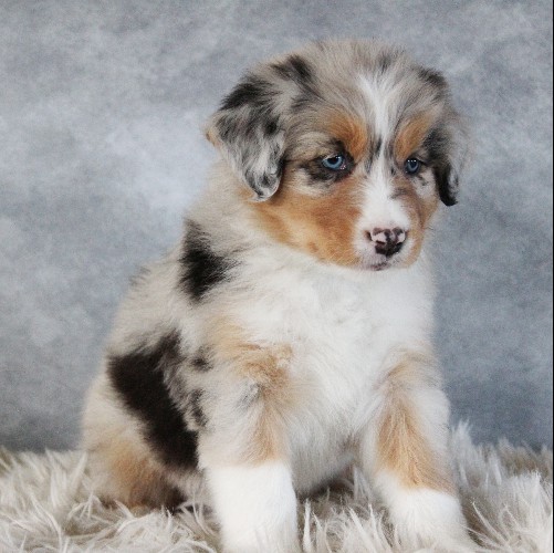 puppy, for, sale, Australian Shepherd, Amos  Smucker, dog, breeder, Kirkwood, PA, dog-breeder, puppy-for-sale, forsale, nearby, find, puppyfind, locator, puppylocator, aca