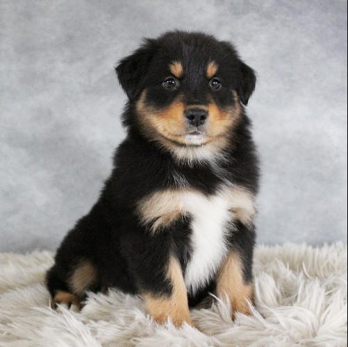 puppy, for, sale, Australian Shepherd, Amos  Smucker, dog, breeder, Kirkwood, PA, dog-breeder, puppy-for-sale, forsale, nearby, find, puppyfind, locator, puppylocator, aca