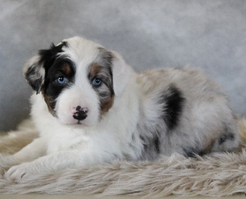 puppy, for, sale, Australian Shepherd, Amos  Smucker, dog, breeder, Kirkwood, PA, dog-breeder, puppy-for-sale, forsale, nearby, find, puppyfind, locator, puppylocator, aca