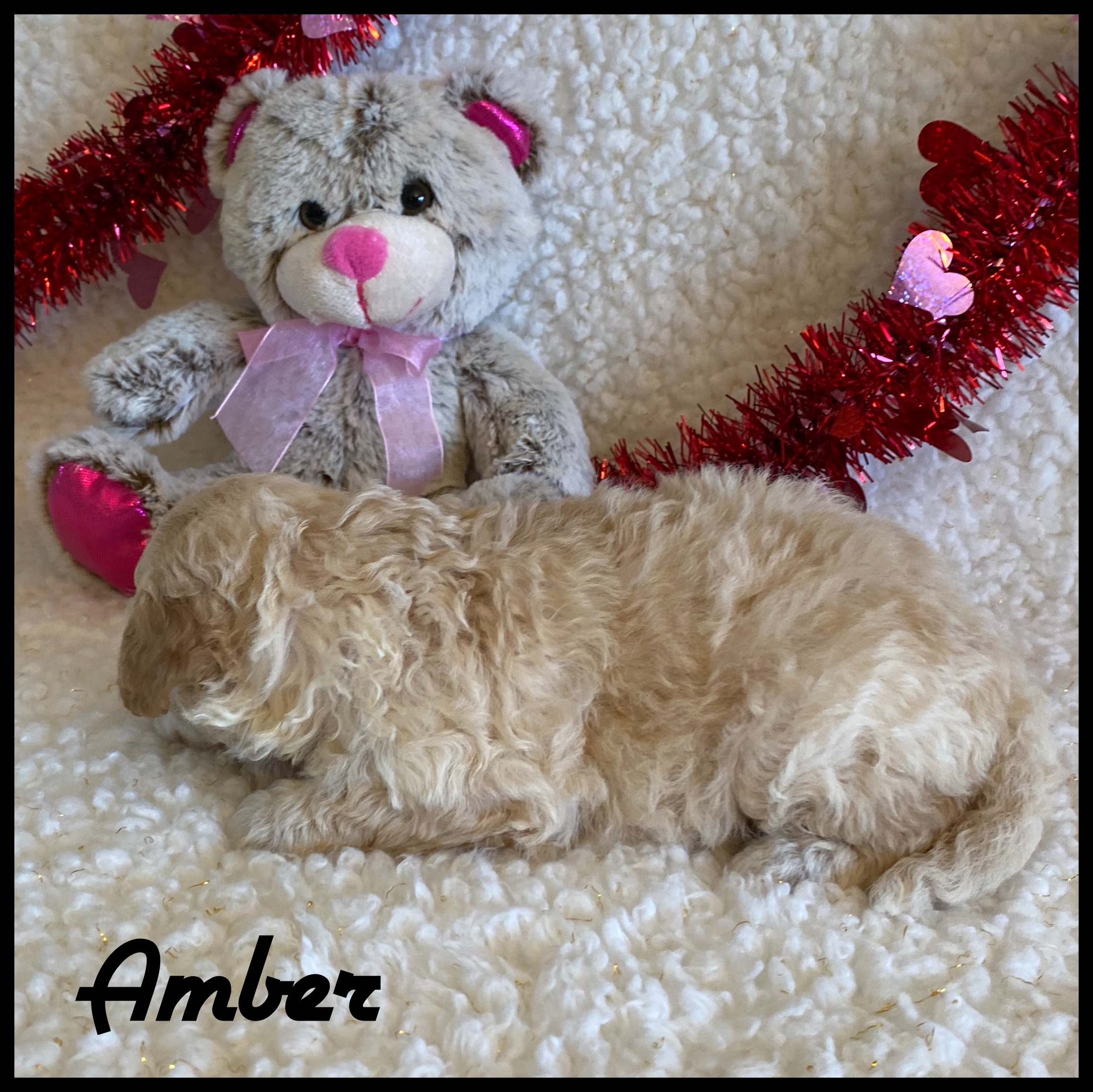 puppy, for, sale, Bich Poo, Nelson  Groff, dog, breeder, Kokomo, MS, dog-breeder, puppy-for-sale, forsale, nearby, find, puppyfind, locator, puppylocator, aca