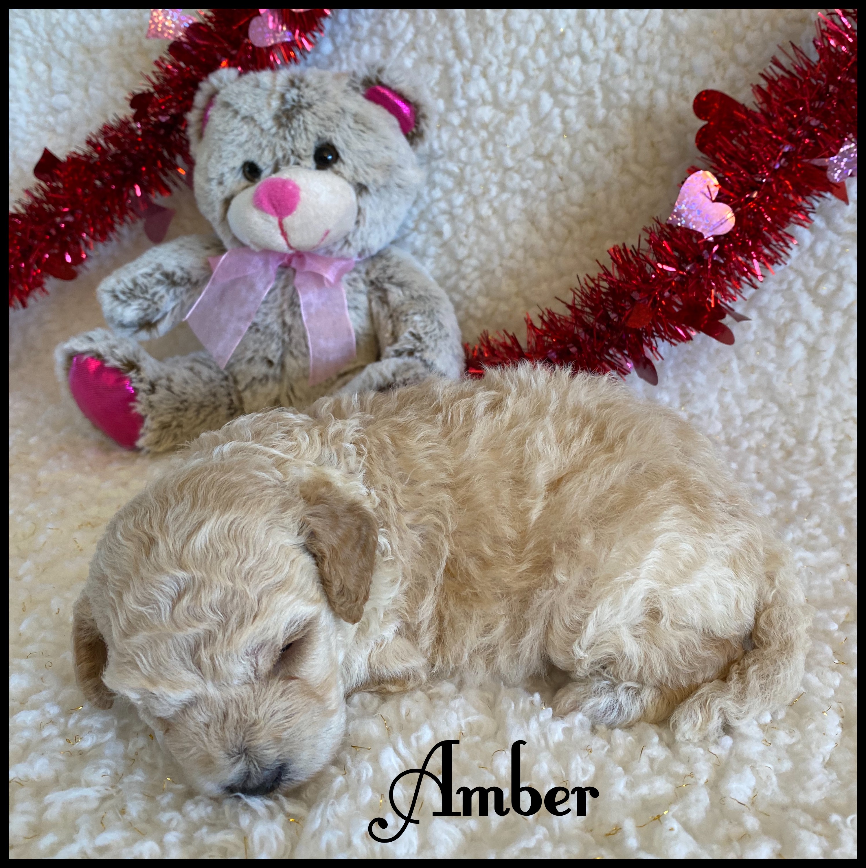 puppy, for, sale, Bich Poo, Nelson  Groff, dog, breeder, Kokomo, MS, dog-breeder, puppy-for-sale, forsale, nearby, find, puppyfind, locator, puppylocator, aca