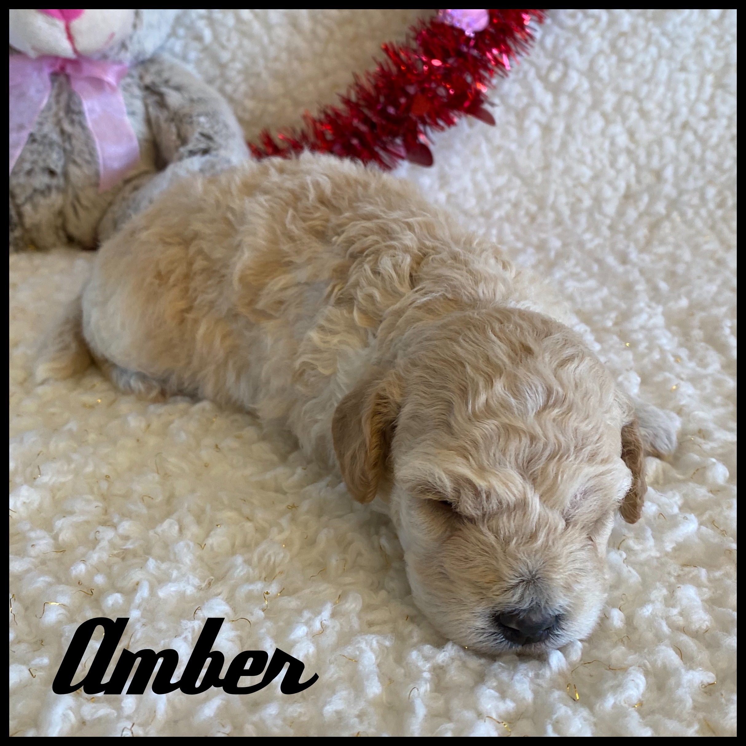 puppy, for, sale, Bich Poo, Nelson  Groff, dog, breeder, Kokomo, MS, dog-breeder, puppy-for-sale, forsale, nearby, find, puppyfind, locator, puppylocator, aca