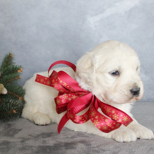 puppy, for, sale, Golden Retriever, Steven Jay Stoltzfus, dog, breeder, Gap, PA, dog-breeder, puppy-for-sale, forsale, nearby, find, puppyfind, locator, puppylocator, aca