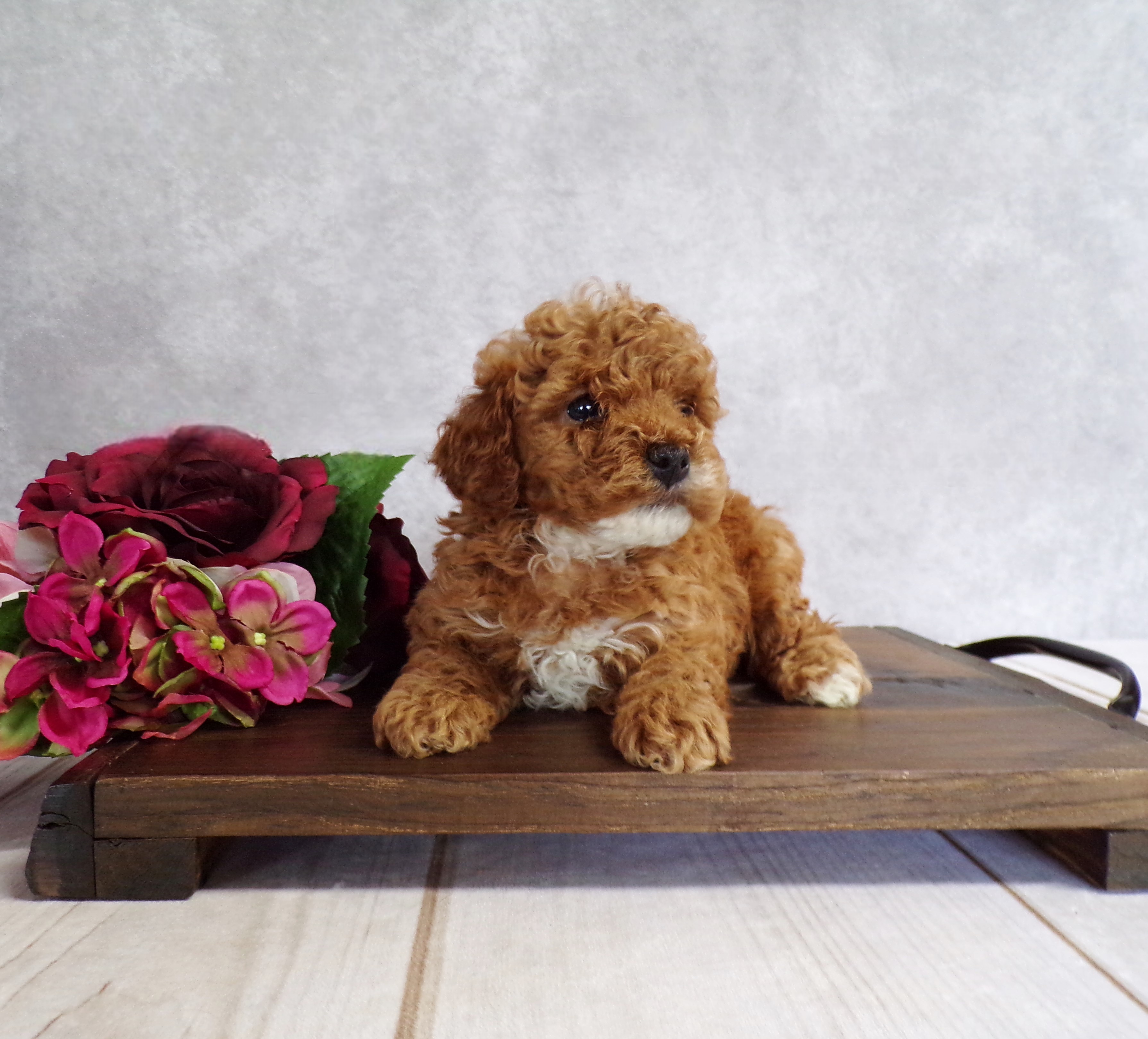 puppy, for, sale, Toy Poodle, Marvin  Ebersol, dog, breeder, New Holland, PA, dog-breeder, puppy-for-sale, forsale, nearby, find, puppyfind, locator, puppylocator, aca