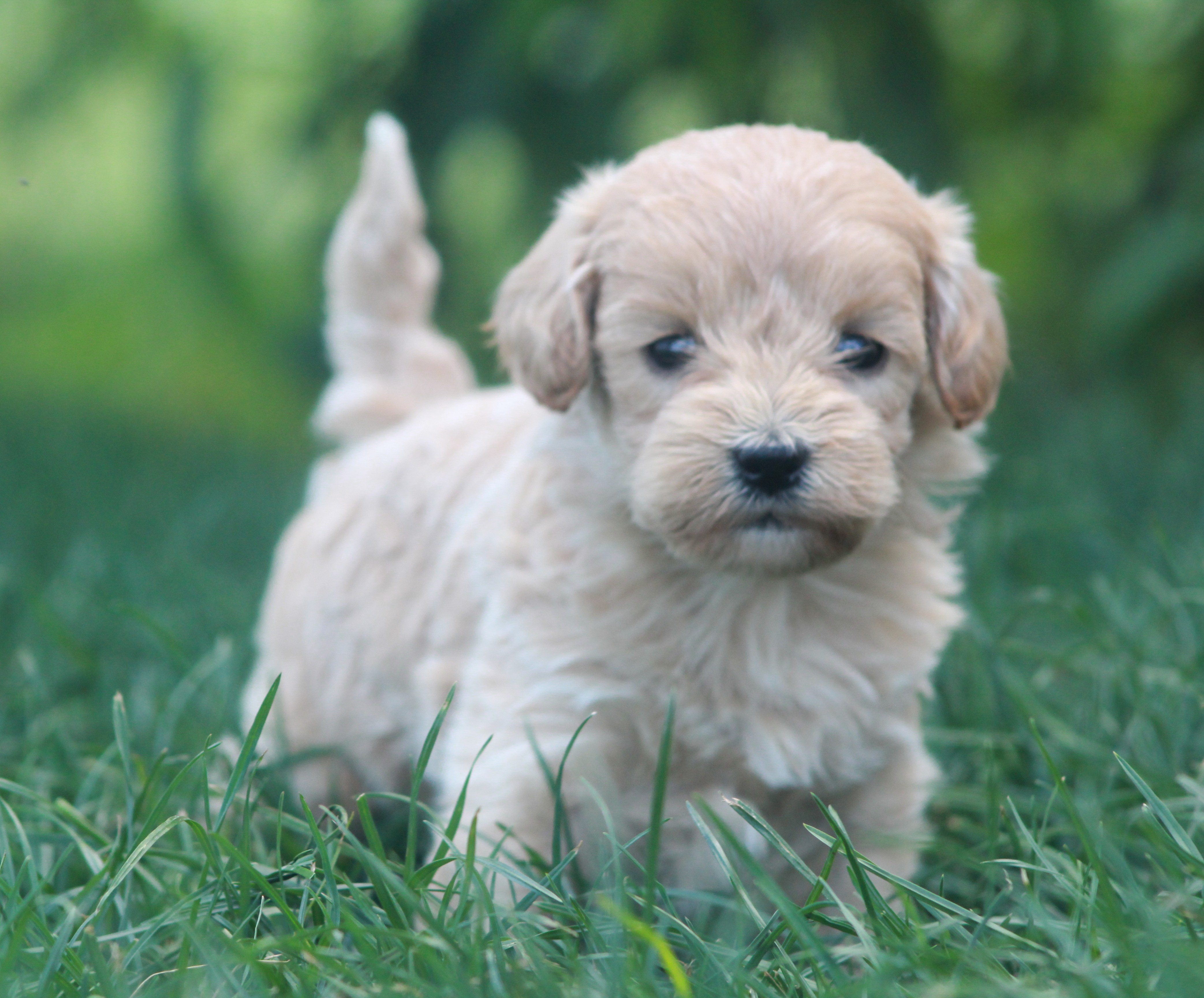 puppy, for, sale, Golden Doodle , Jeffrey H.  Newswanger, dog, breeder, Newmanstown, PA, dog-breeder, puppy-for-sale, forsale, nearby, find, puppyfind, locator, puppylocator, aca