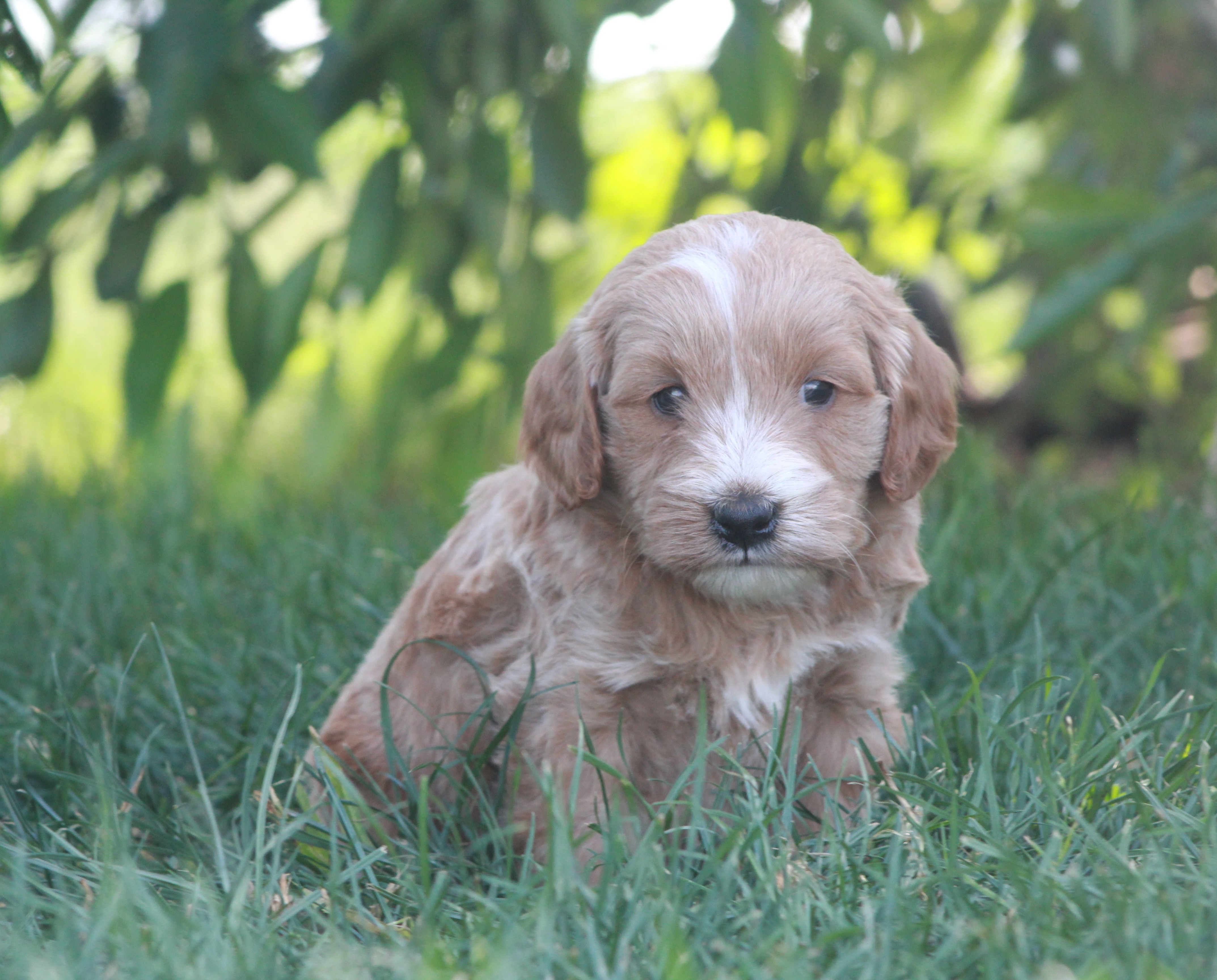 puppy, for, sale, Golden Doodle , Jeffrey H.  Newswanger, dog, breeder, Newmanstown, PA, dog-breeder, puppy-for-sale, forsale, nearby, find, puppyfind, locator, puppylocator, aca