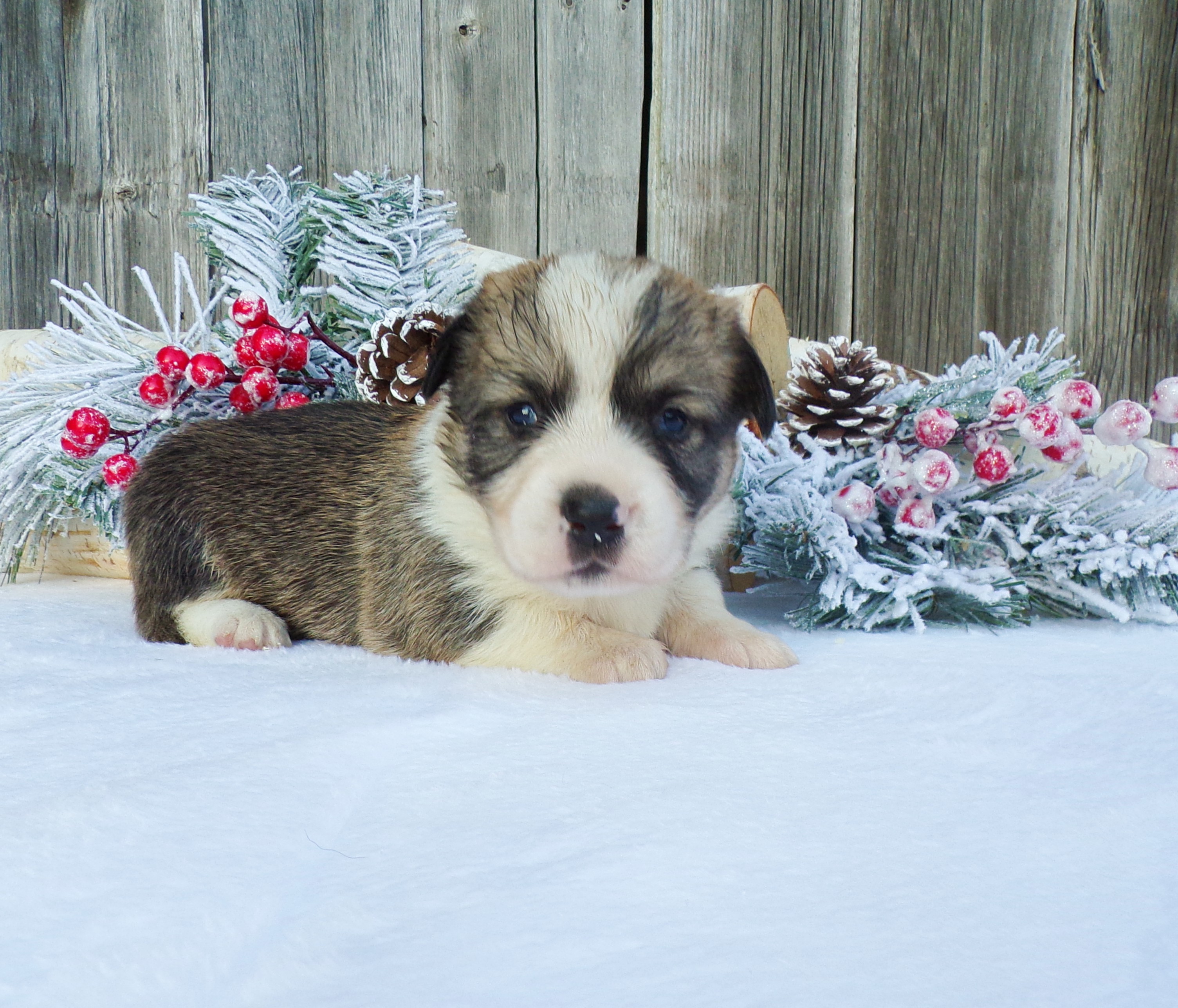 puppy, for, sale, Pembroke Welsh Corgi, Melvin  Fisher, dog, breeder, Coatesville, PA, dog-breeder, puppy-for-sale, forsale, nearby, find, puppyfind, locator, puppylocator, aca