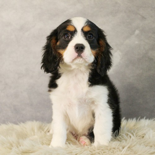 puppy, for, sale, Miniature Bernese Mountain Dog, Melvin  Fisher, dog, breeder, Coatesville, PA, dog-breeder, puppy-for-sale, forsale, nearby, find, puppyfind, locator, puppylocator, aca