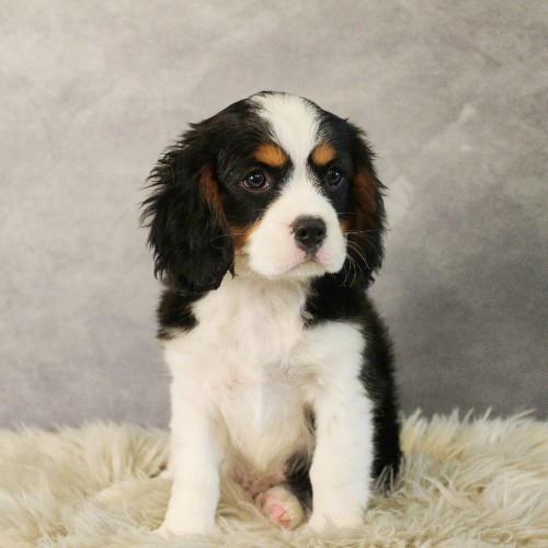 puppy, for, sale, Miniature Bernese Mountain Dog, Melvin  Fisher, dog, breeder, Coatesville, PA, dog-breeder, puppy-for-sale, forsale, nearby, find, puppyfind, locator, puppylocator, aca