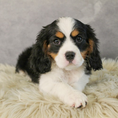 puppy, for, sale, Miniature Bernese Mountain Dog, Melvin  Fisher, dog, breeder, Coatesville, PA, dog-breeder, puppy-for-sale, forsale, nearby, find, puppyfind, locator, puppylocator, aca