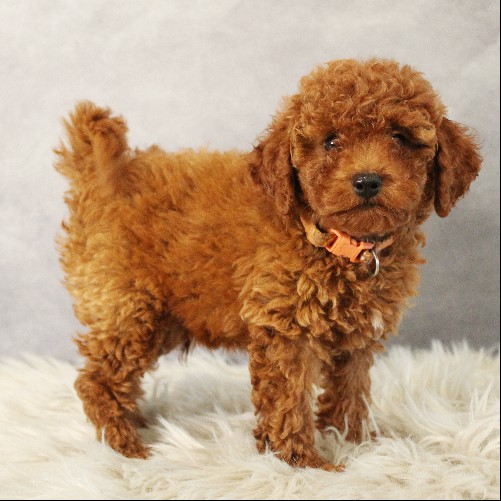 puppy, for, sale, Toy Poodle, Melvin  Fisher, dog, breeder, Coatesville, PA, dog-breeder, puppy-for-sale, forsale, nearby, find, puppyfind, locator, puppylocator, aca