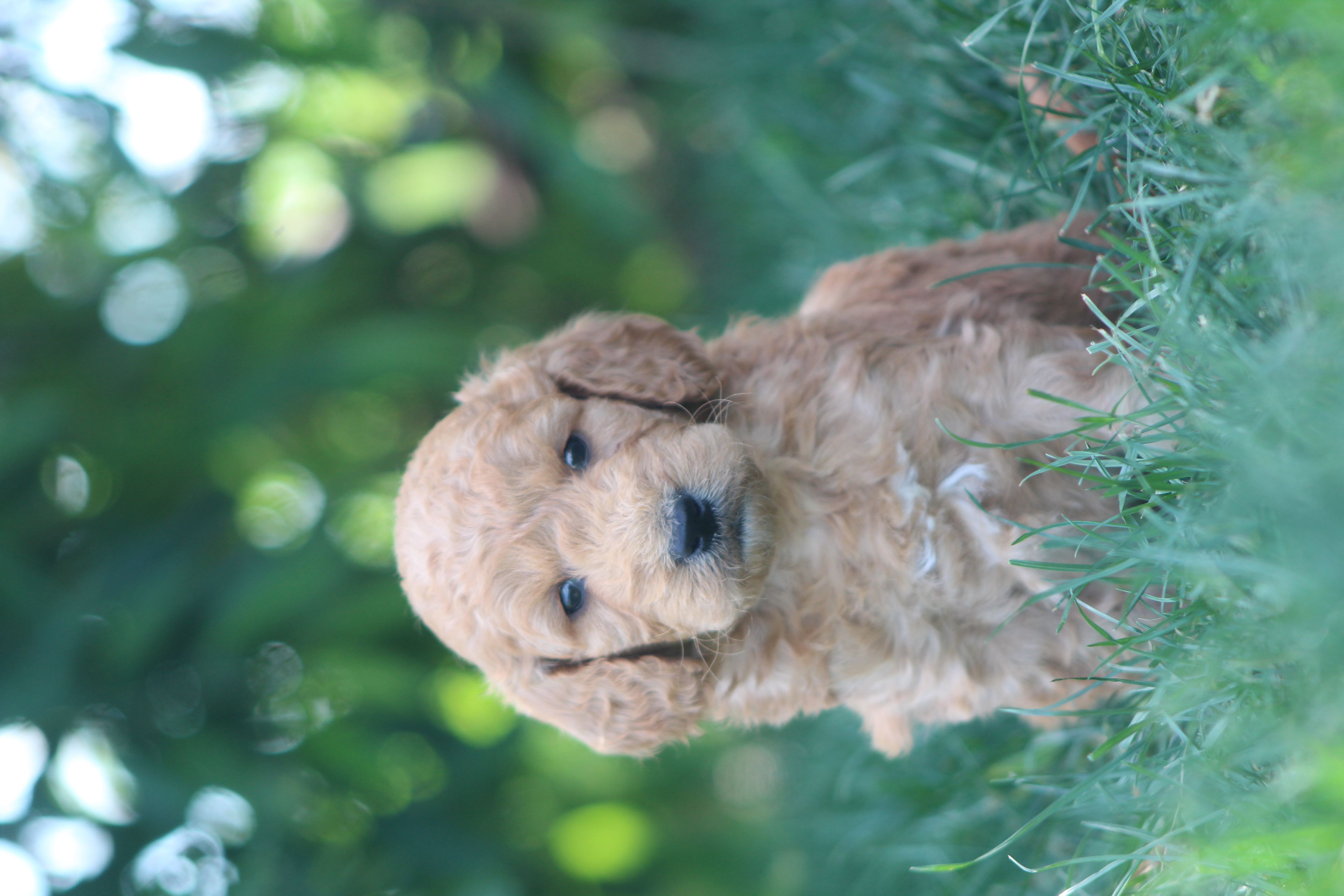puppy, for, sale, Golden Doodle , Jeffrey H.  Newswanger, dog, breeder, Newmanstown, PA, dog-breeder, puppy-for-sale, forsale, nearby, find, puppyfind, locator, puppylocator, aca