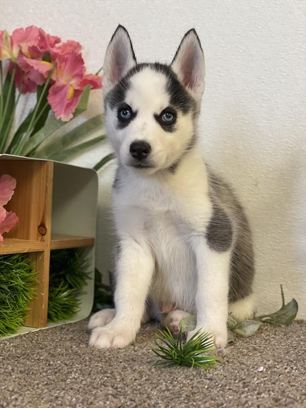 puppy, for, sale, Siberian Husky,   Creek Side Kennel, dog, breeder, Oberlin, KS, dog-breeder, puppy-for-sale, forsale, nearby, find, puppyfind, locator, puppylocator, aca