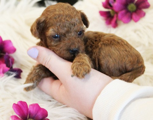 puppy, for, sale, Toy Poodle, Melvin  Fisher, dog, breeder, Coatesville, PA, dog-breeder, puppy-for-sale, forsale, nearby, find, puppyfind, locator, puppylocator, aca
