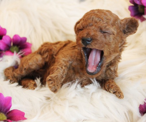 puppy, for, sale, Toy Poodle, Melvin  Fisher, dog, breeder, Coatesville, PA, dog-breeder, puppy-for-sale, forsale, nearby, find, puppyfind, locator, puppylocator, aca