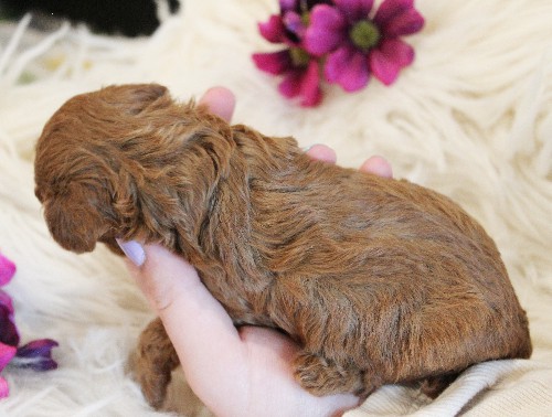 puppy, for, sale, Toy Poodle, Melvin  Fisher, dog, breeder, Coatesville, PA, dog-breeder, puppy-for-sale, forsale, nearby, find, puppyfind, locator, puppylocator, aca