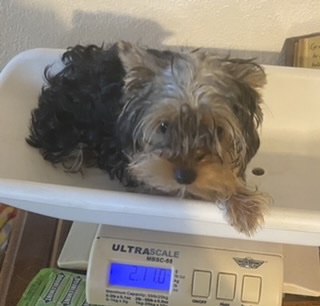 puppy, for, sale, Yorkshire Terrier, Judy  Lane-Hail, dog, breeder, Seminole, OK, dog-breeder, puppy-for-sale, forsale, nearby, find, puppyfind, locator, puppylocator, aca