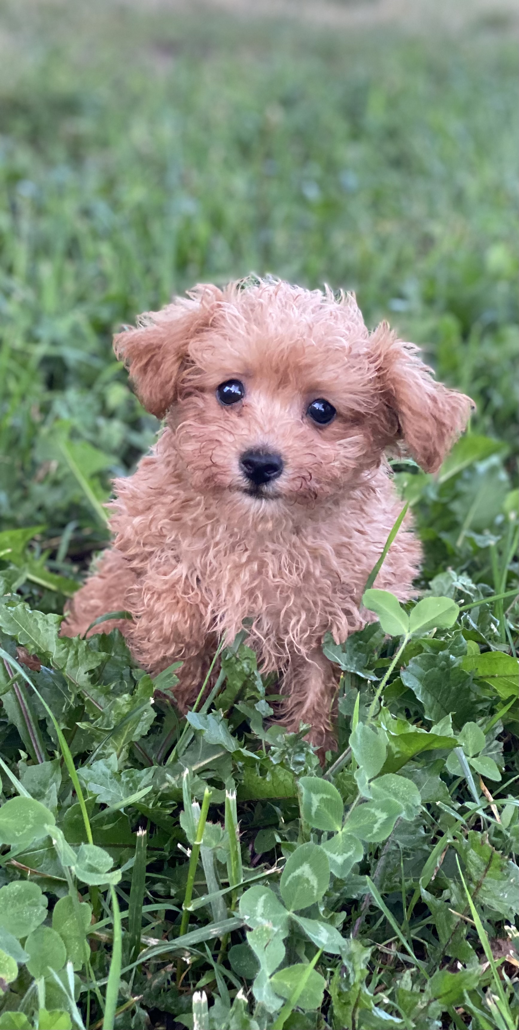 Poodle Puppies For Sale Curtis Martin dog breeder 7256167184042