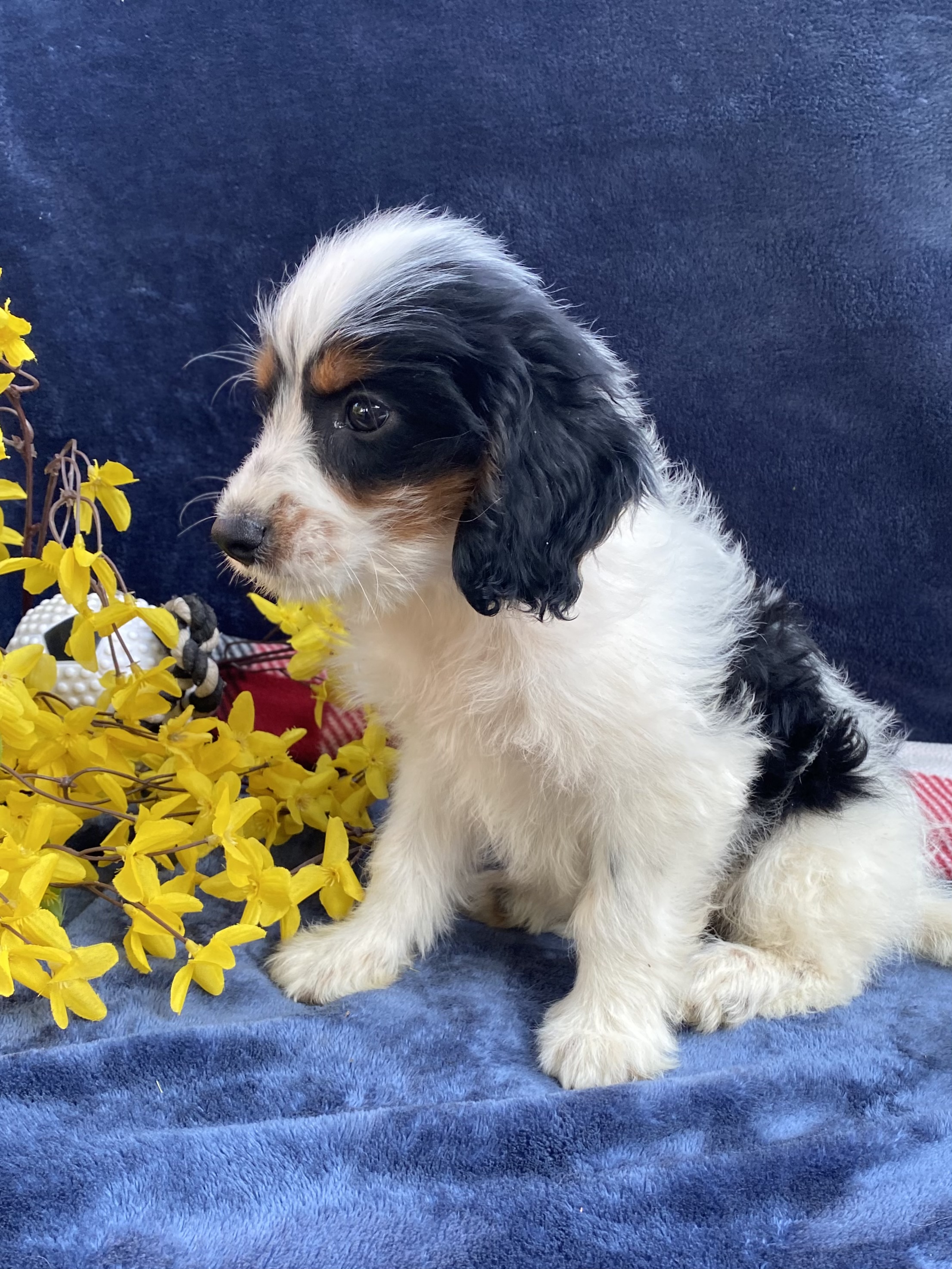 puppy, for, sale, F1 Cavapoo, Sadie  Riehl, dog, breeder, Gap, PA, dog-breeder, puppy-for-sale, forsale, nearby, find, puppyfind, locator, puppylocator, aca