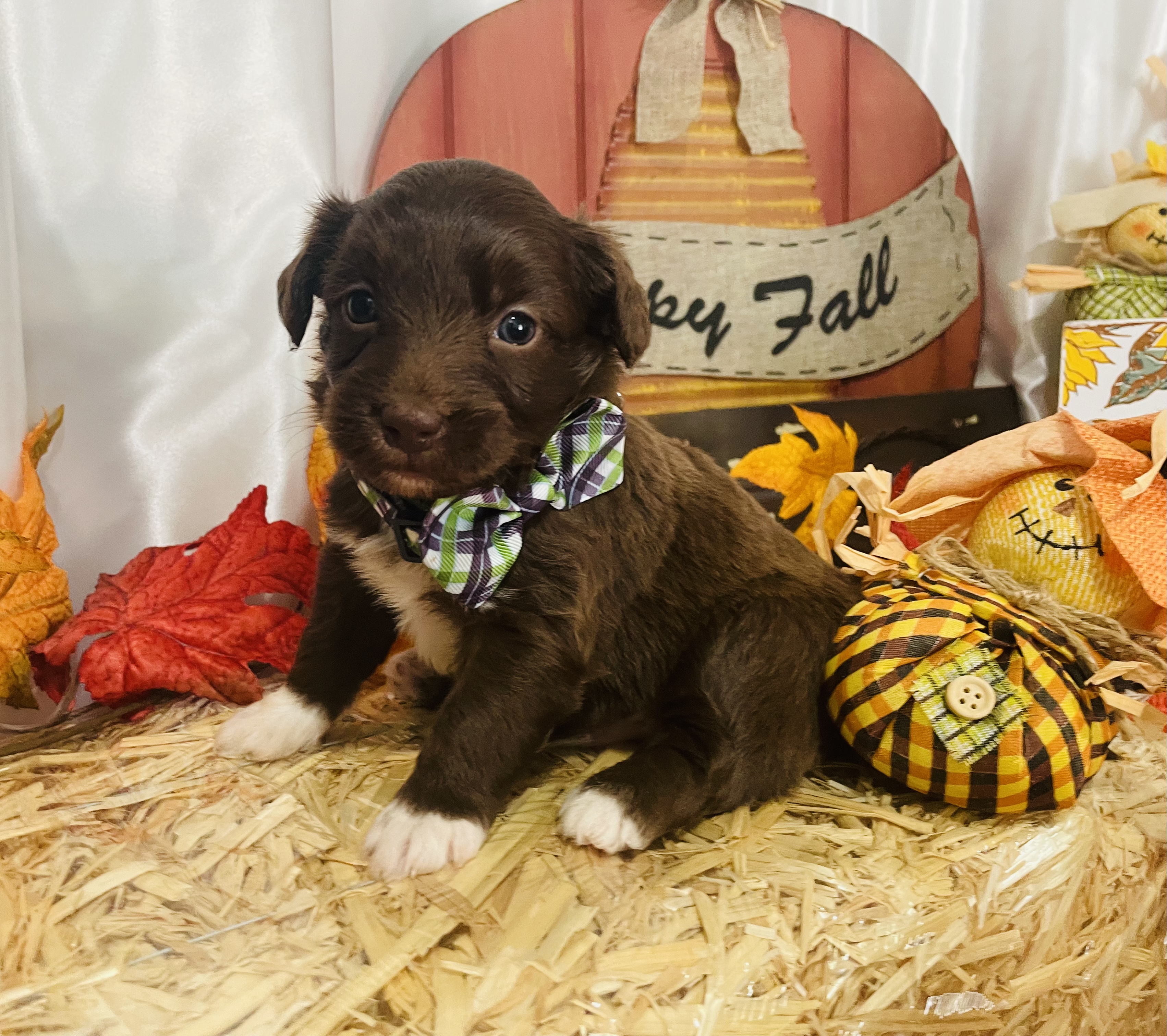 puppy, for, sale, Aussie Doodle, Jorge  Negron, dog, breeder, Cameron, NC, dog-breeder, puppy-for-sale, forsale, nearby, find, puppyfind, locator, puppylocator, aca