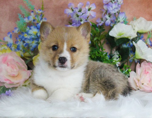 puppy, for, sale, Pembroke Welsh Corgi, Daniel J. Stoltzfoos, dog, breeder, Coatesville, PA, dog-breeder, puppy-for-sale, forsale, nearby, find, puppyfind, locator, puppylocator, aca